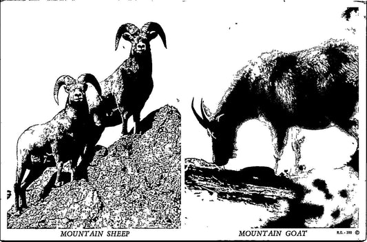 Mountain Goat Mountain Sheep Canada Vintage Post Card Unposted Black & White
