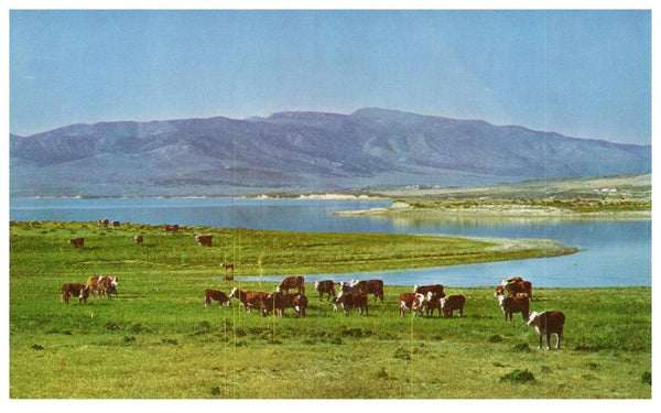 Cattle On The Range In Utah Vintage Postcard Kodachrome Repro Utah - Suthern Picker