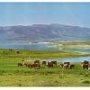 Cattle On The Range In Utah Vintage Postcard Kodachrome Repro Utah - Suthern Picker