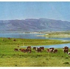 Cattle On The Range In Utah Vintage Postcard Kodachrome Repro Utah - Suthern Picker