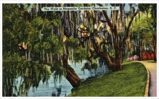 The Walk In Magnolia Gardens Charleston South Carolina Vintage Linen Postcard - Suthern Picker