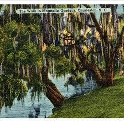 The Walk In Magnolia Gardens Charleston South Carolina Vintage Linen Postcard - Suthern Picker