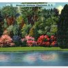 Magnolia Gardens Charleston South Carolina Vintage Linen Postcard Standard Size - Suthern Picker