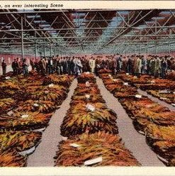 Tobacco Sale An Ever Interesting Scene Vintage Linen Postcard S-522 Unposted - Suthern Picker