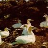 Gannets At Bonaventure Island Original Vintage Postcard Unposted Natural Color 1 - Suthern Picker