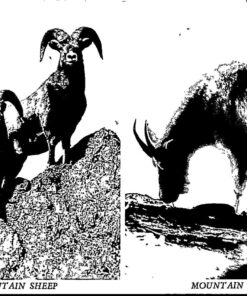 Mountain Goat Mountain Sheep Canada Vintage Post Card Unposted Black & White