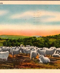 Vintage Linen Postcard Posted Angora GoatsTexas