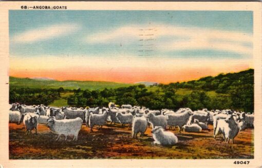 Vintage Linen Postcard Posted Angora GoatsTexas